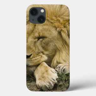 Afrikanischer Löwe, Panthera Löwe, Niederlegung iPhone 13 Hülle