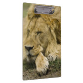 Afrikanischer Löwe, Panthera Löwe, Niederlegung Klemmbrett (Rechts)