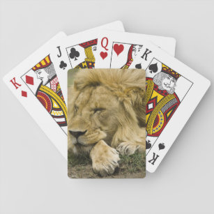 Afrikanischer Löwe, Panthera Löwe, Niederlegung Spielkarten