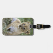 Afrikanischer Löwe, Panthera Löwe), Tansania, Gepäckanhänger (Vorderseite horizontal)