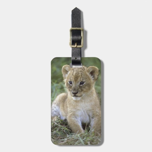 Afrikanischer Löwe, Panthera Löwe), Tansania, Gepäckanhänger (Vorderseite vertikal)