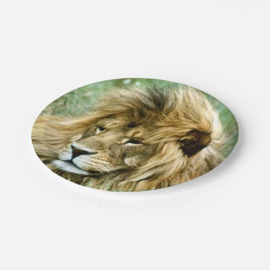 Afrikanischer Löwe Pappteller (Schrägansicht)