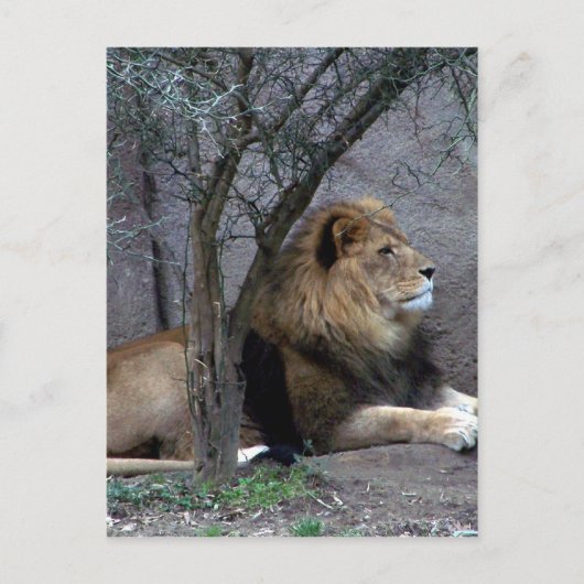 afrikanischer Löwe Postkarte (Vorderseite)