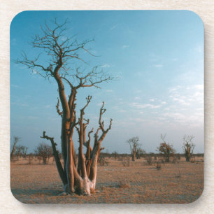 Afrikanischer Moringo-Baum auf der Ebene, Etosha-N Untersetzer