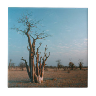 Afrikanischer Moringo-Baum auf einer Ebene, Etosha Fliese