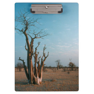Afrikanischer Moringo-Baum auf einer Ebene, Etosha Klemmbrett