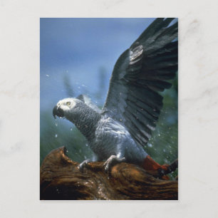 Afrikanischer Papagei in der Dusche Postkarte