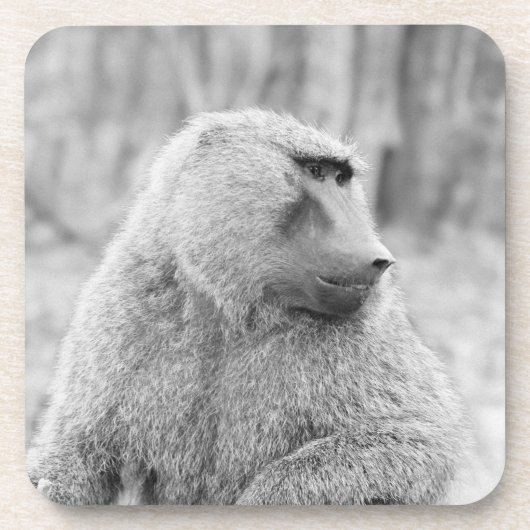 Afrikanischer Pavian Untersetzer (Vorderseite)