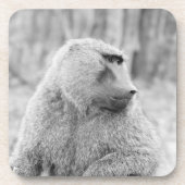 Afrikanischer Pavian Untersetzer (Vorderseite)