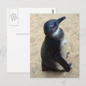afrikanischer Penquin Postkarte (Vorne/Hinten)