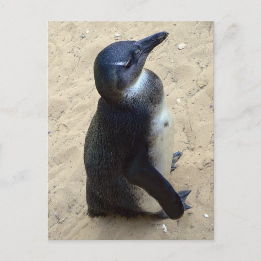 afrikanischer Penquin Postkarte (Vorderseite)