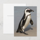Afrikanischer Pinguin beim Gehen Postkarte (Vorne/Hinten)