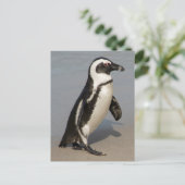 Afrikanischer Pinguin beim Gehen Postkarte (Stehend Vorderseite)