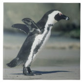 Afrikanischer Pinguin Fliese (Vorderseite)