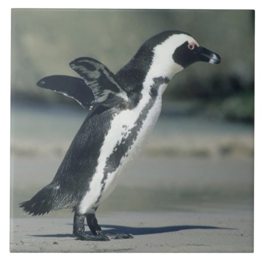 Afrikanischer Pinguin Fliese (Vorderseite)