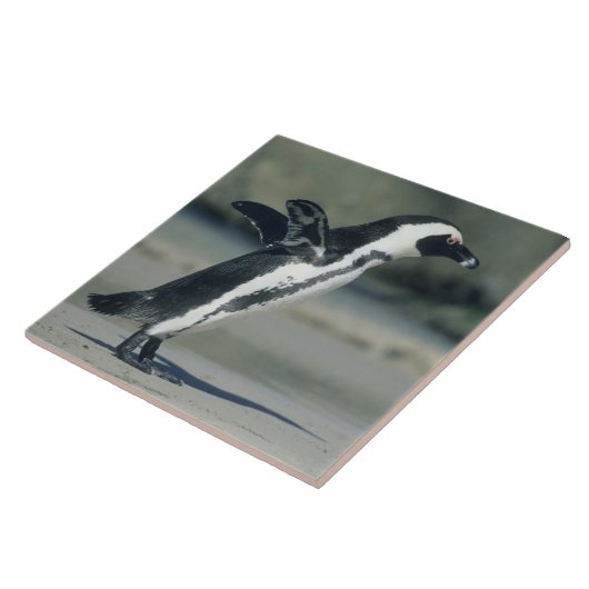 Afrikanischer Pinguin Fliese (Seite)