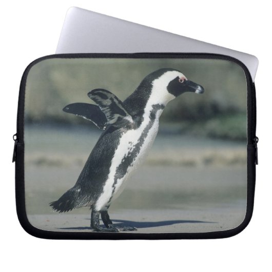 Afrikanischer Pinguin Laptopschutzhülle (Vorderseite)