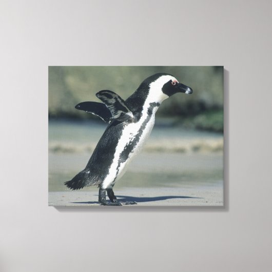 Afrikanischer Pinguin Leinwanddruck (Vorderseite)