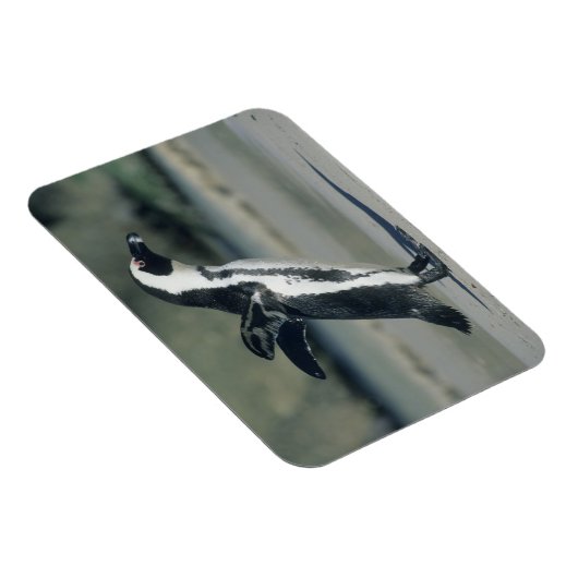 Afrikanischer Pinguin Magnet (Rechte Seite)