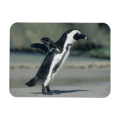 Afrikanischer Pinguin Magnet (Horizontal)