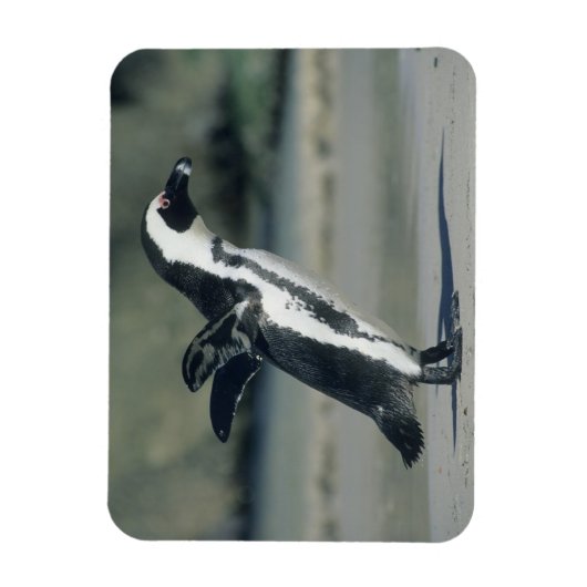 Afrikanischer Pinguin Magnet (Vertikal)