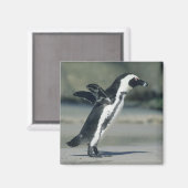 Afrikanischer Pinguin Magnet (Vorderseite/Rückseite)