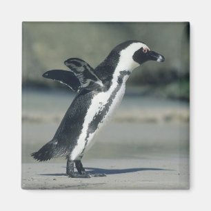 Afrikanischer Pinguin Magnet