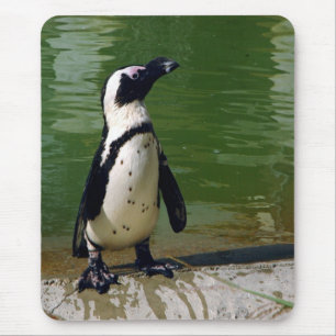 Afrikanischer Pinguin Mousepad