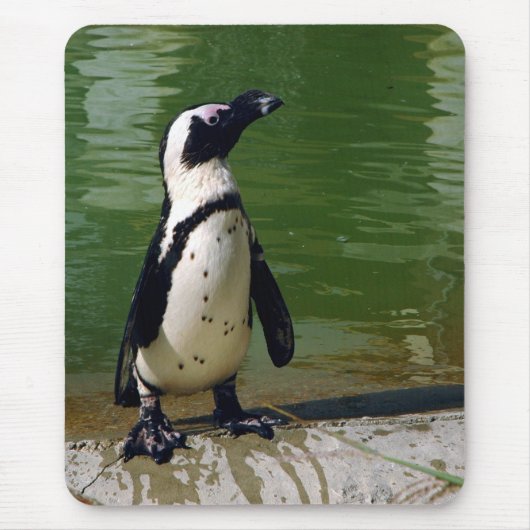 Afrikanischer Pinguin Mousepad (Vorne)
