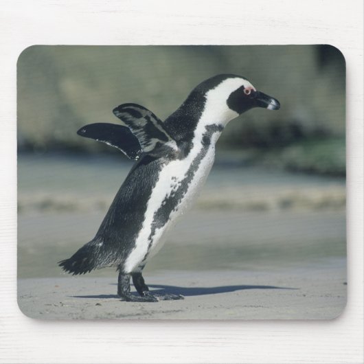Afrikanischer Pinguin Mousepad (Vorne)