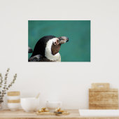 Afrikanischer Pinguin Poster (Küche)