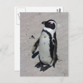 Afrikanischer Pinguin - Postkarte (Vorne/Hinten)