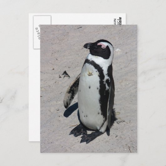 Afrikanischer Pinguin - Postkarte (Vorne/Hinten)