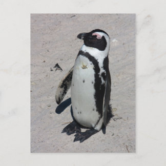 Afrikanischer Pinguin - Postkarte