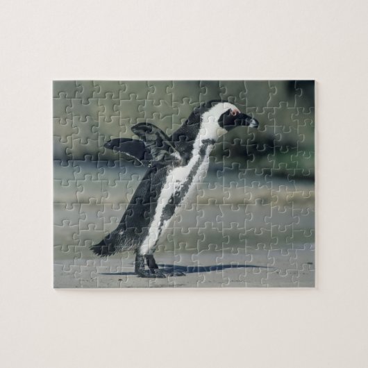 Afrikanischer Pinguin Puzzle (Horizontal)