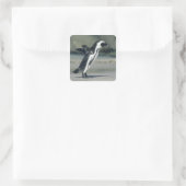 Afrikanischer Pinguin Quadratischer Aufkleber (Tasche)