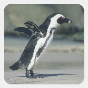 Afrikanischer Pinguin Quadratischer Aufkleber
