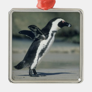 Afrikanischer Pinguin Silbernes Ornament