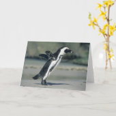 Afrikanischer Pinguin, (Spheniscus demersus), Karte (Gelbe Blume)