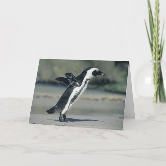 Afrikanischer Pinguin, (Spheniscus demersus), Karte (Vorderseite)