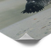 Afrikanischer Pinguin (Spheniscus demersus), komme Poster (Ecke)