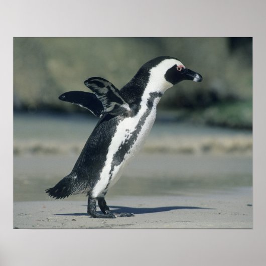 Afrikanischer Pinguin (Spheniscus demersus), komme Poster (Vorne)