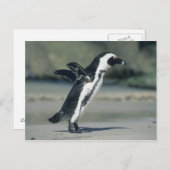 Afrikanischer Pinguin, (Spheniscus demersus), Postkarte (Vorne/Hinten)