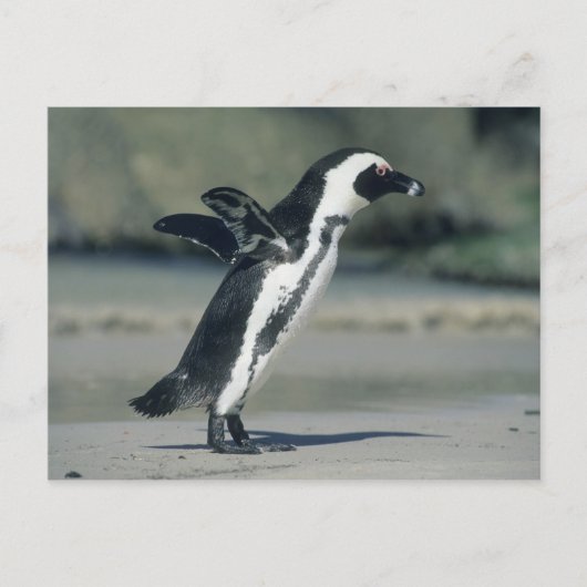 Afrikanischer Pinguin, (Spheniscus demersus), Postkarte (Vorderseite)