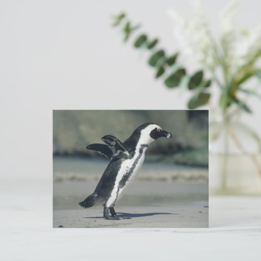 Afrikanischer Pinguin, (Spheniscus demersus), Postkarte (Stehend Vorderseite)