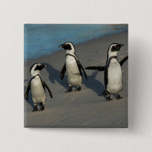 Afrikanischer Pinguine  Spheniscus Demersus Button