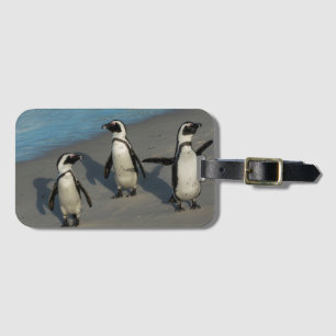Afrikanischer Pinguine Spheniscus Demersus Gepäckanhänger