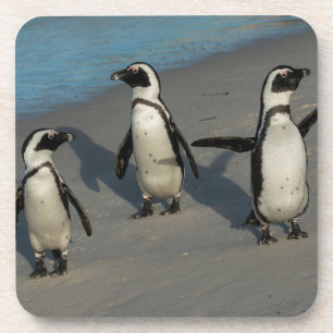 Afrikanischer Pinguine  Spheniscus Demersus Getränkeuntersetzer