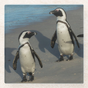 Afrikanischer Pinguine  Spheniscus Demersus Glasuntersetzer