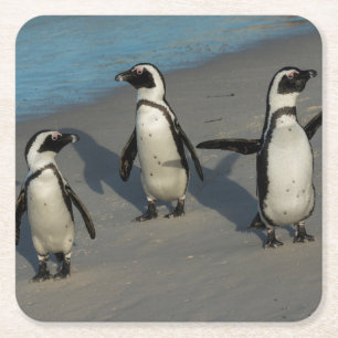 Afrikanischer Pinguine  Spheniscus Demersus Rechteckiger Pappuntersetzer
